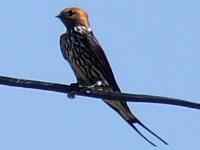 Lesser Striped Swallow Lesser Striped Swallow